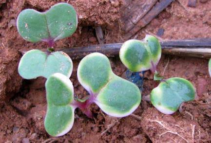 Seedlings