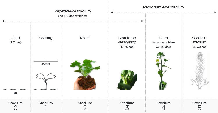 Groeistadiums van canola