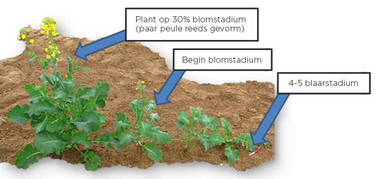 Groeistadiums van canola