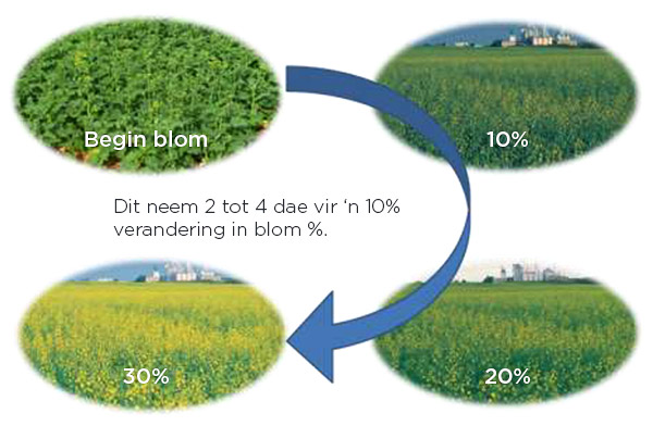 Blomstadiums van canola