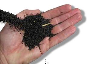 Canola Opbrengskompetisie