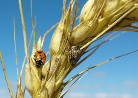 Volwasse skilpadkewer en larwe (foto. P Lombard)