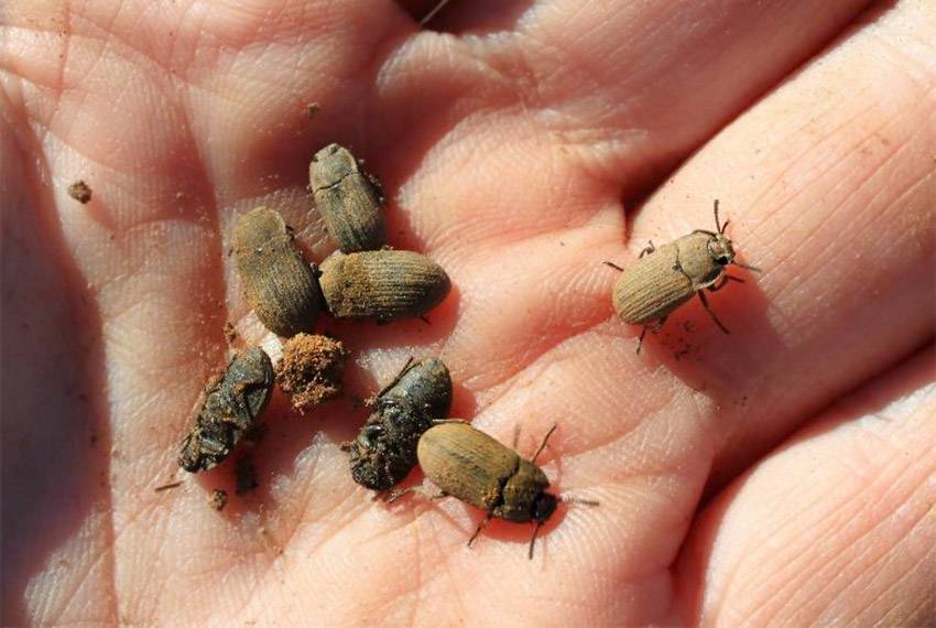 Koffiepitte – Elateridae of Tenebrionidae familie (volwasse kewer vorm van die vals draadwurm)
