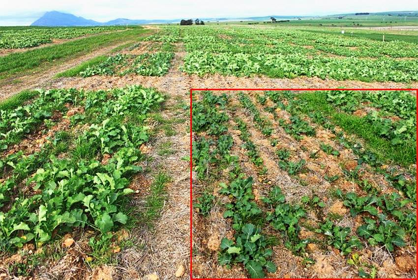 Skadevergelyking tussen behandelde cultivar teenoor onbehandelde cultivar (rooi blok)