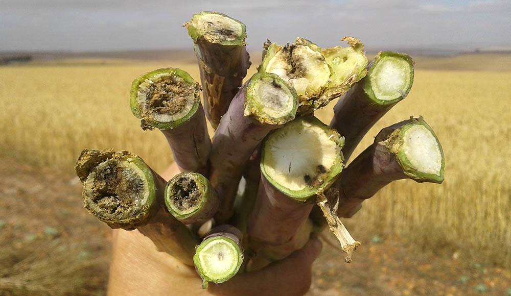 Figuur 6 wys canola stamme met swartstam