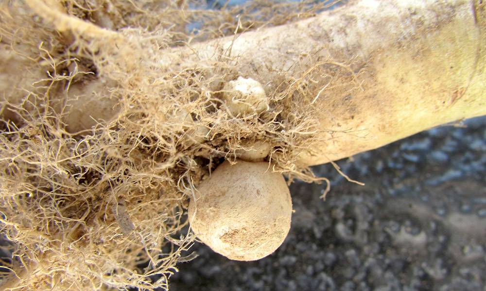 Figuur 2: Hibridisasie nodules op canolawortels