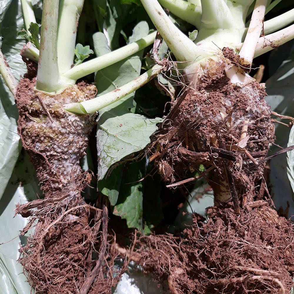 Figuur 3: Simptome van hormoononkruiddoderskade op canola