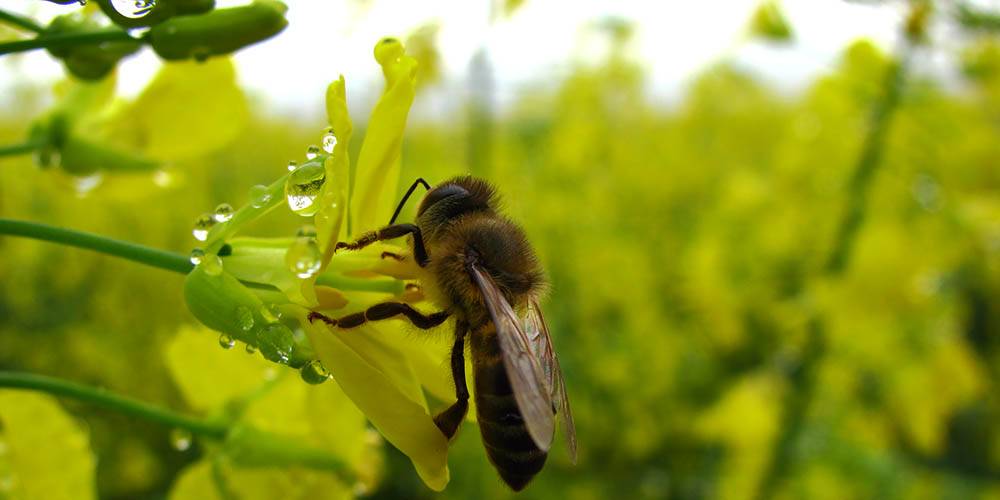 Bye bestuif canola blomme