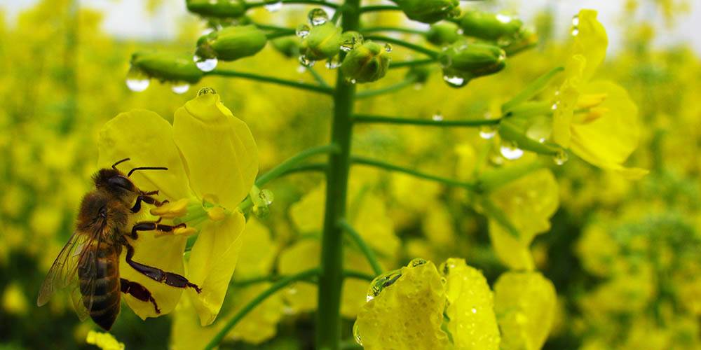 Bye bestuif canola blomme