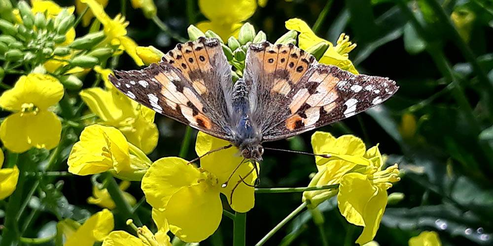 Inheemse insekspesies parrasiteer op die ruitrugmot