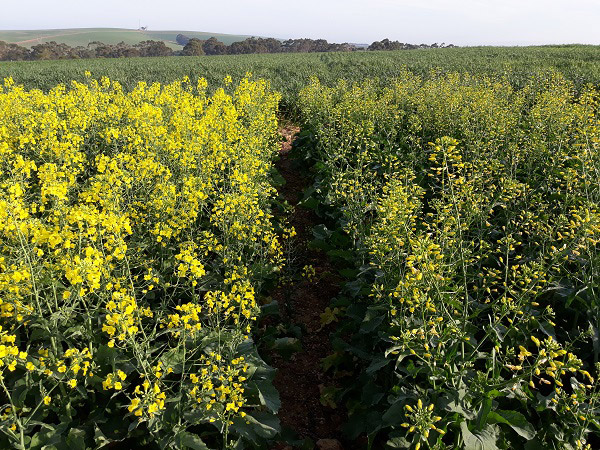 Canola in verskillende stadiums van blom