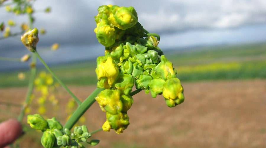 Erg vervormde canola blomme