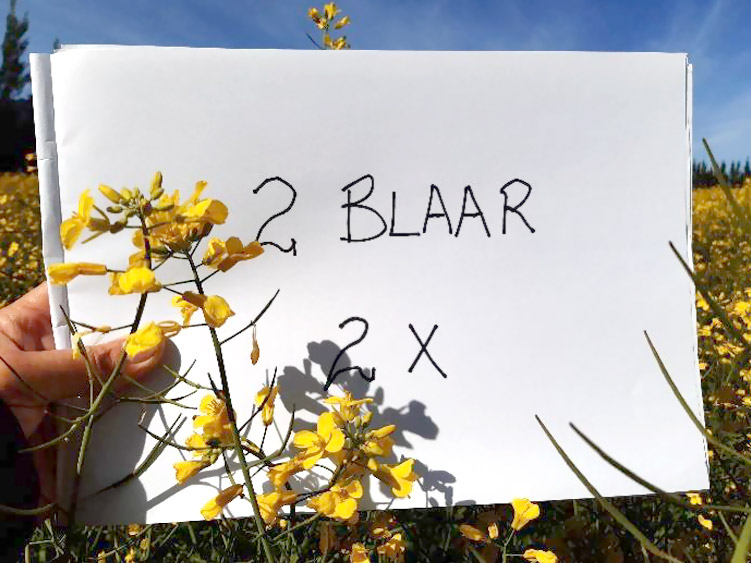 Figuur 2: Kletodim toegedien op 2-blaarstadium teen 1000ml/ha (2x) het geen sigbare skade getoon nie