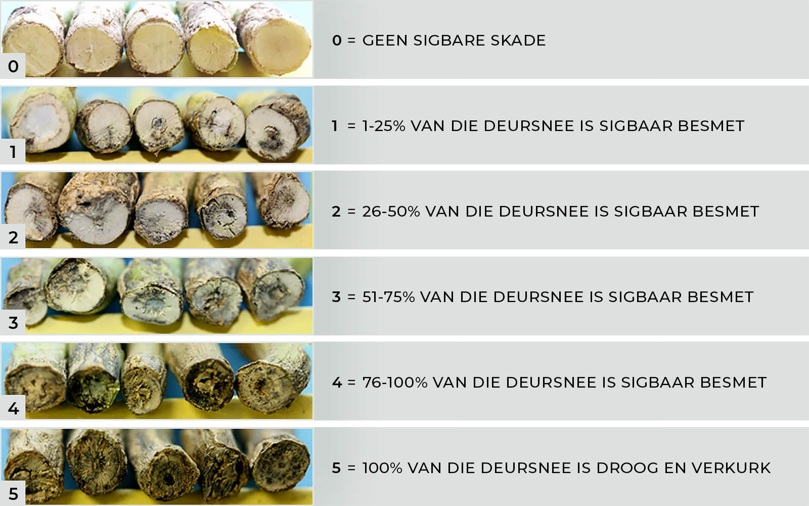 Figuur 1 met grade van swartstam skade sigbaar in 'n deursnit van die kroon- of stamarea