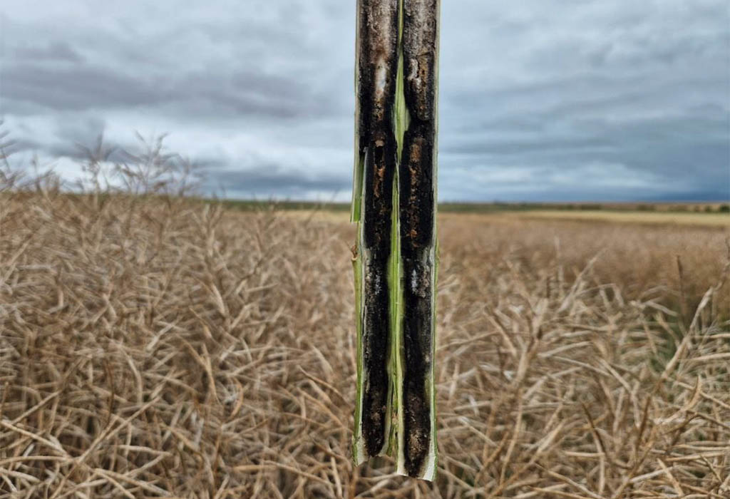 Figuur 2 met deursnee van 'n canola stam met sigbare stamkanker