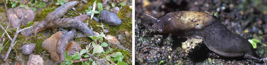 Deroceras reticulatum en Deroceras panormitanum