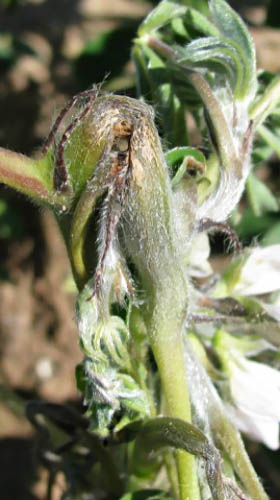 Foto 2 toon plant met antraknose