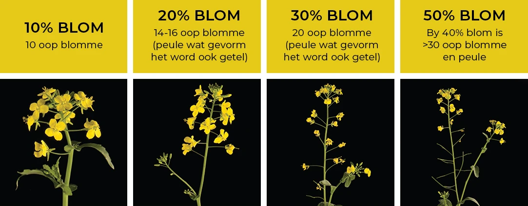 Figuur 3 dui op blomstadiums van canola