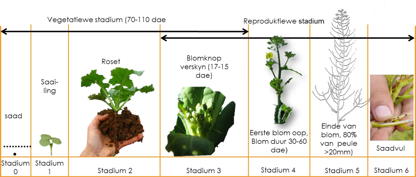 Figuur 1 dui vegetatiewe en reproduktiewe stadiums aan van canola