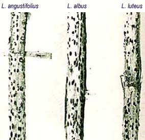 Figuur 1: Lupienstoppels besmet met Phomopsis leptostromiformis