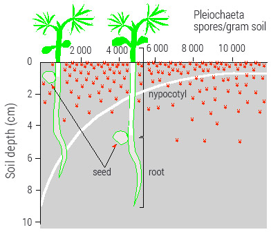 Die tipiese verspreiding van Pleiochaeta spore in die grondprofiel na direksaai